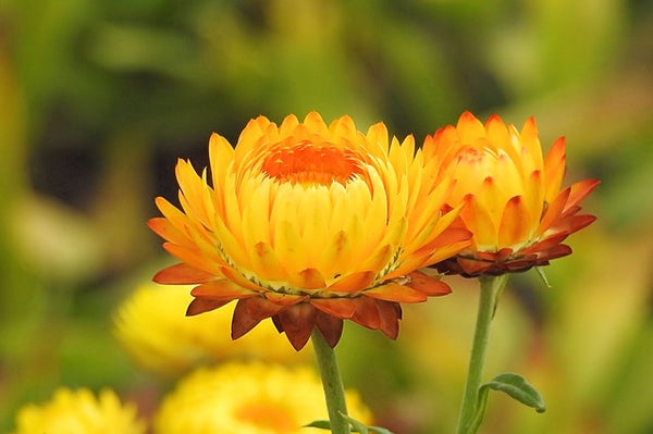 Flor de papel - Helichrysum bracteatum
