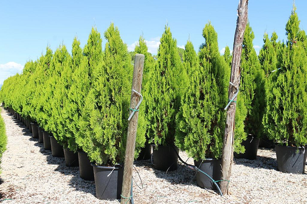 Tuya oriental Pyramidalis Aurea - Thuja orientalis