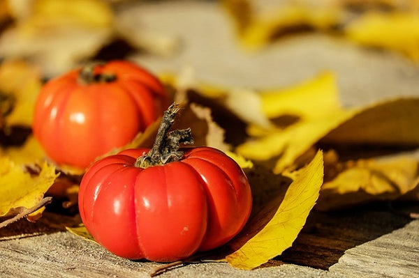 Tomate Marmande - Plantel