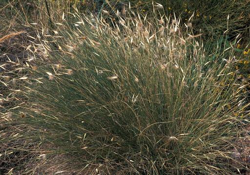 Esparto basto - Lygeum spartum - Albardín - El Nou Garden