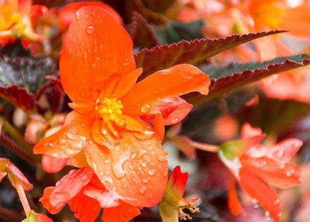 Begonia de Bolivia Bonfire - Begonia boliviensis - El Nou Garden