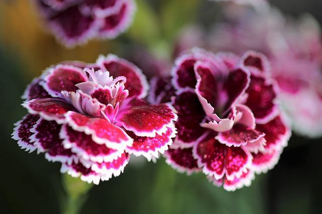 Clavel Ten Nelke - Dianthus caryophyllus - El Nou Garden