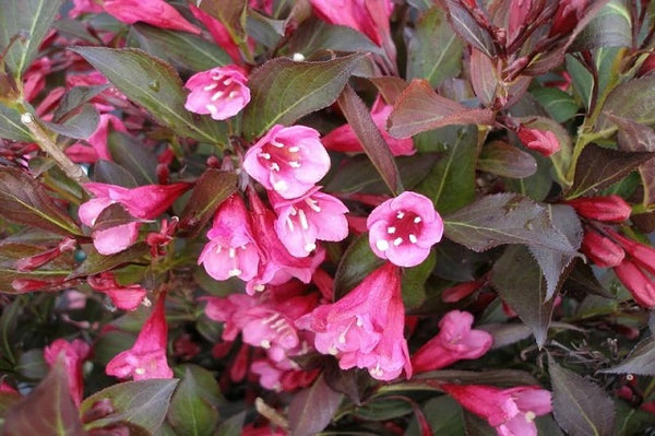 Weigelia Alexandra - Weigela florida Alexandra